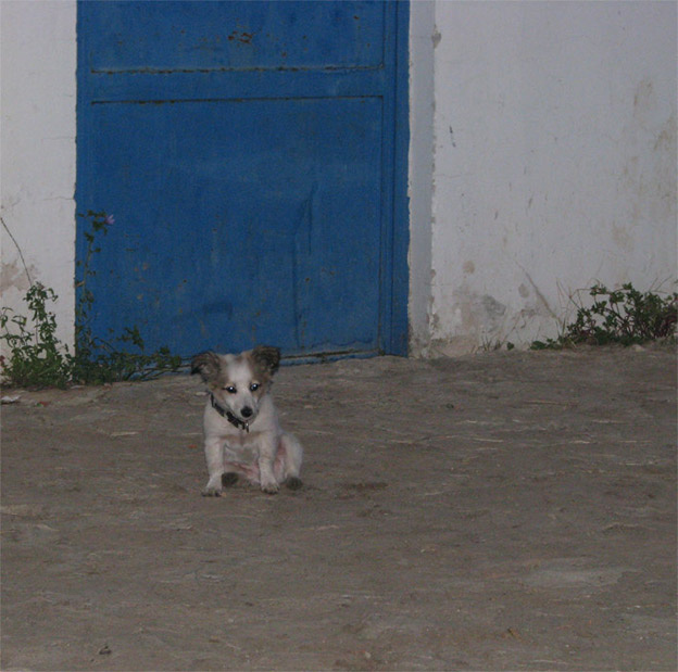 dog 