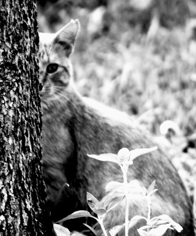 Camouflage cat, cats, nature, flower, flowers
