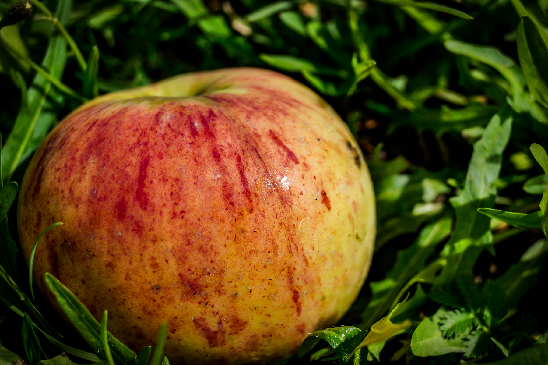*** яблоко плод фрукт apple