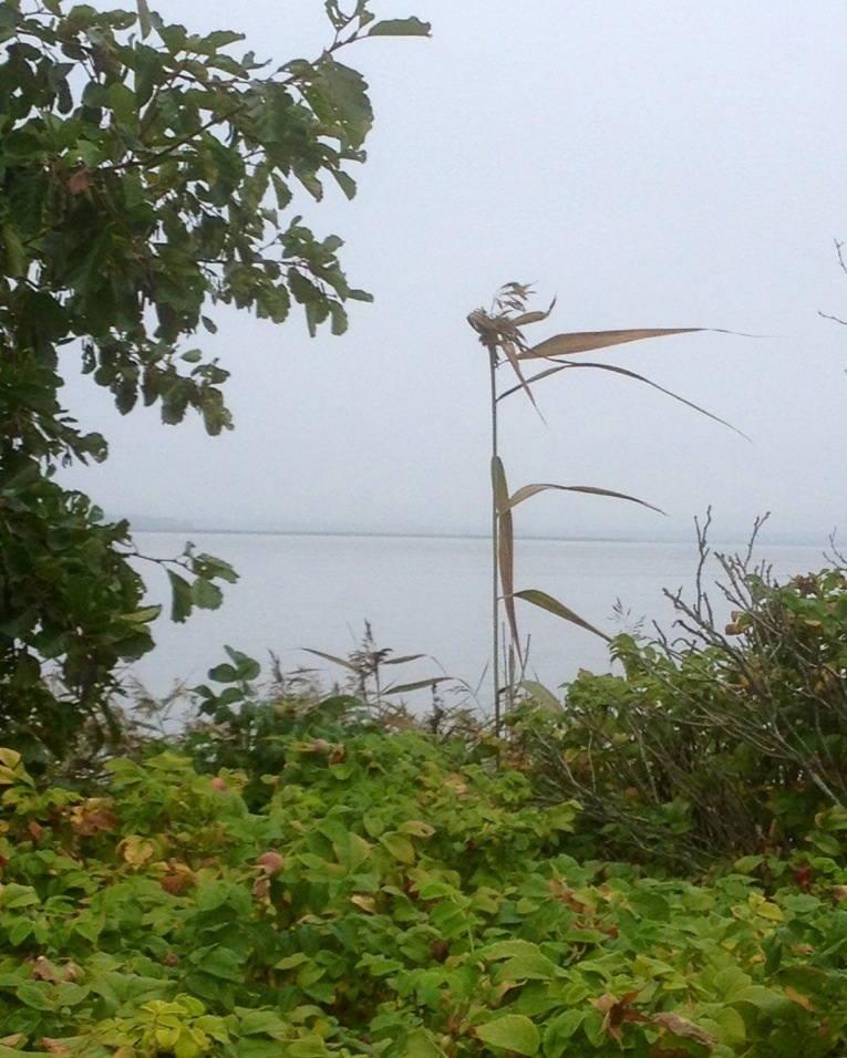 Выскочка Выскочка