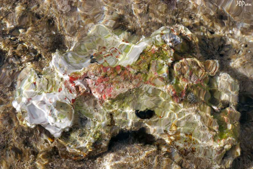 ДНО дно, море, корралы