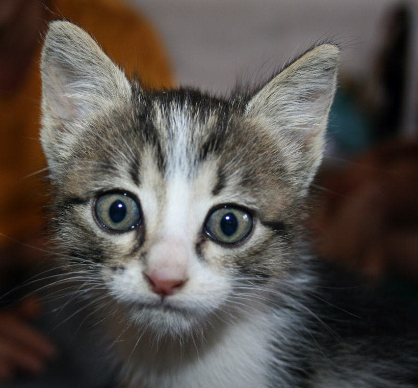 котенок котенок, глаза