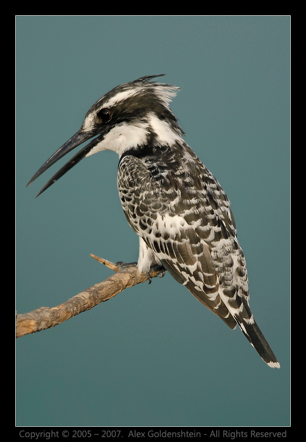 Малый пегий зимородок (Pied Kingfisher). Малый-пегий-зимородок Pied-Kingfisher, Ceryle-rudis