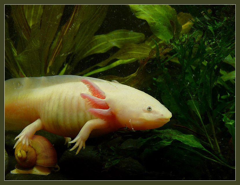 Наперегонки Аксолотль, Axolotl , Ambystoma  mexicanum, Улитка ампуллярия, Ampullaria australis