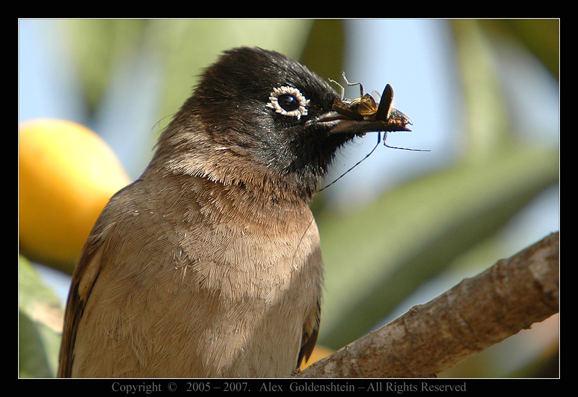 Желтопоясничный бюльбюль (Pycnonotus xanthopygos) Бюльбюль Spectacled-Bulbul (Pycnonotus-xanthophygos)