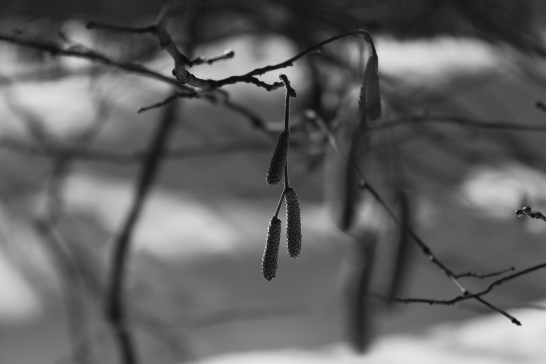 *** Зима Лес Природа
