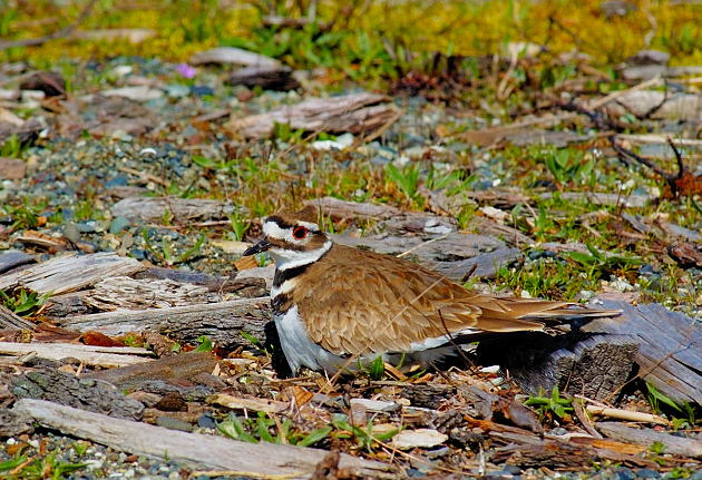 Насторожился Killdeer