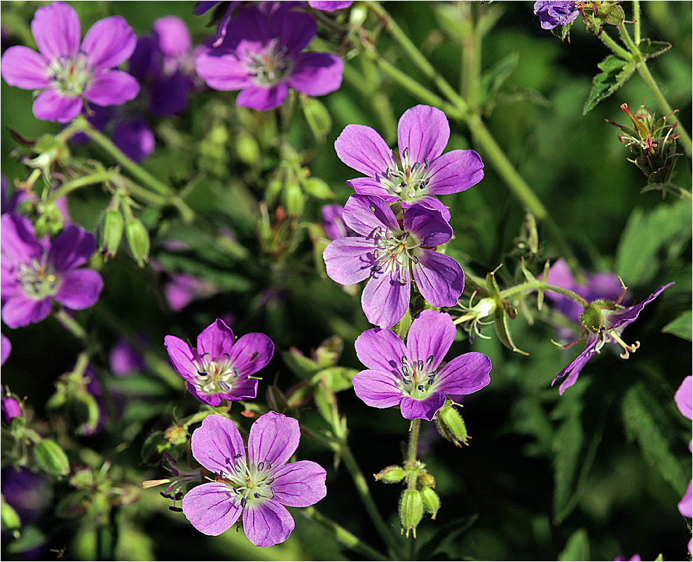 Geranium sylvaticum - Герань лесная Geranium sylvaticum Geraniaceae Герань лесная цветки