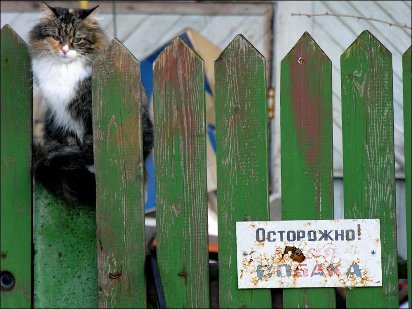 Все меняется... к лучшему кот