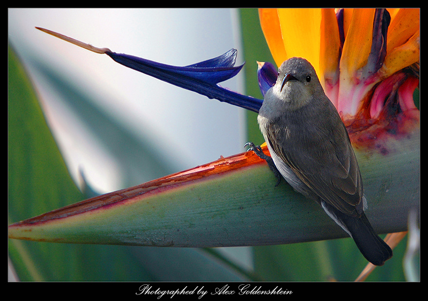 Улыбнитесь!  Сейчас отсюда вылетит птичка! :) Cамкa Palestine-Sunbird (Nectarinia-osea)