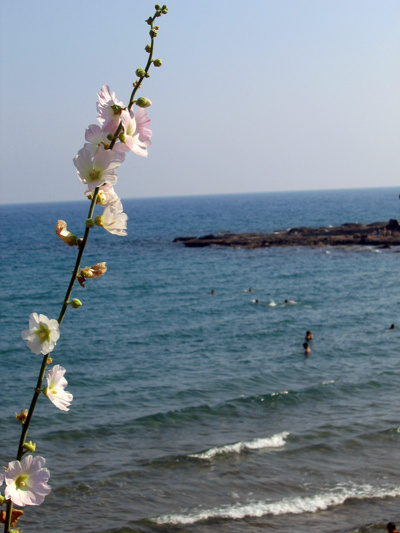 Черное море цветок черное море