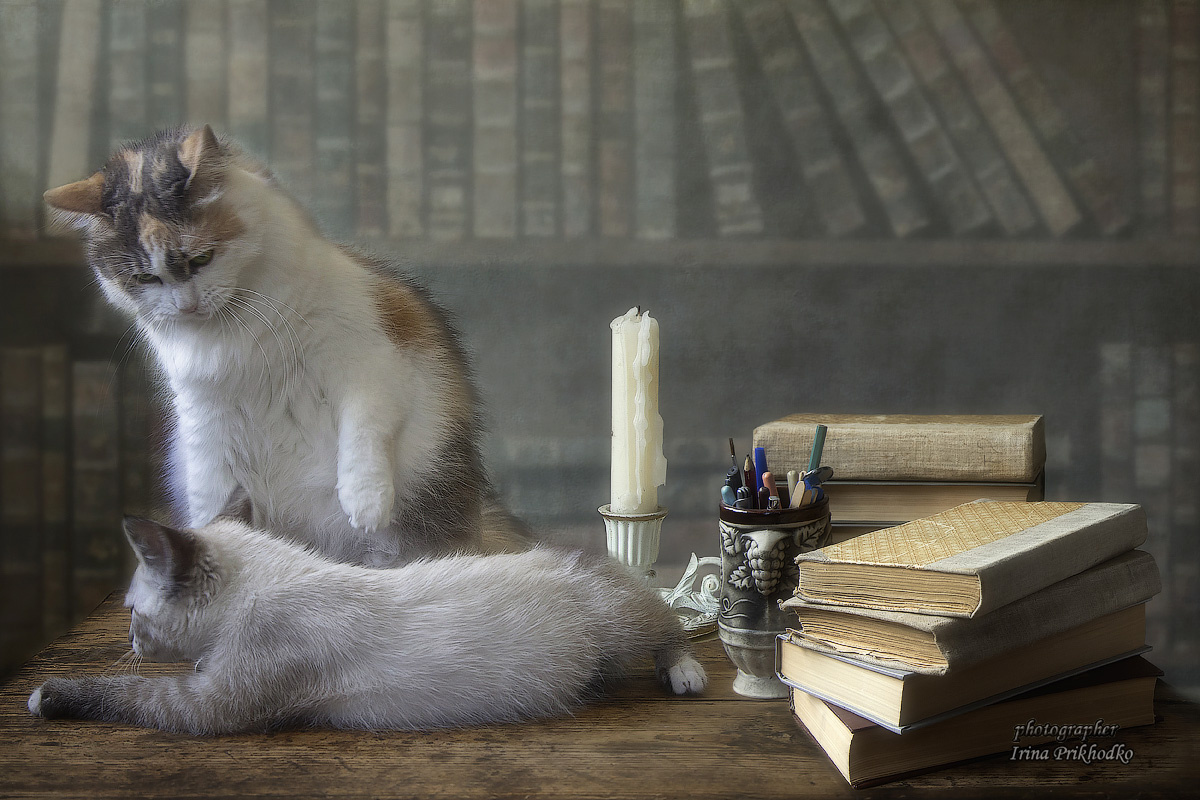 ***Строгая учительница животные питомцы котики котята натюрморт котонатюрморт