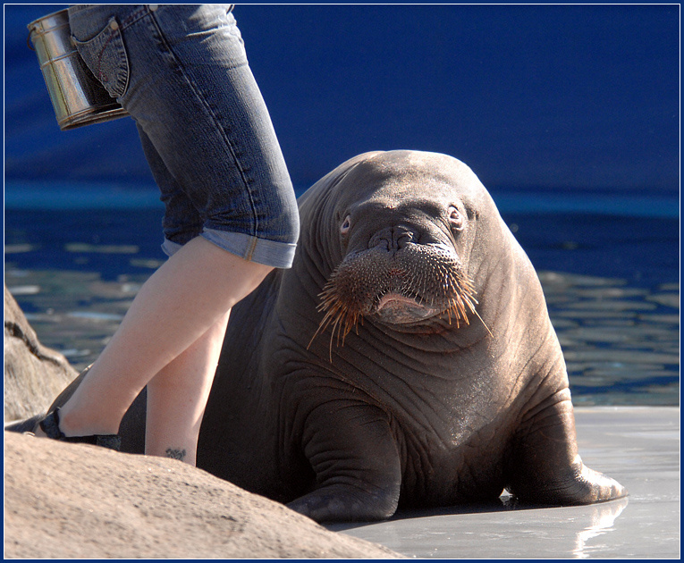 Подскажи - я забыла, что дальше? зоопарк дельфинарий морж Odobenus rosmarus