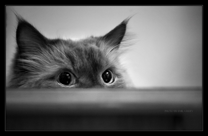 espionage intentions.. кот