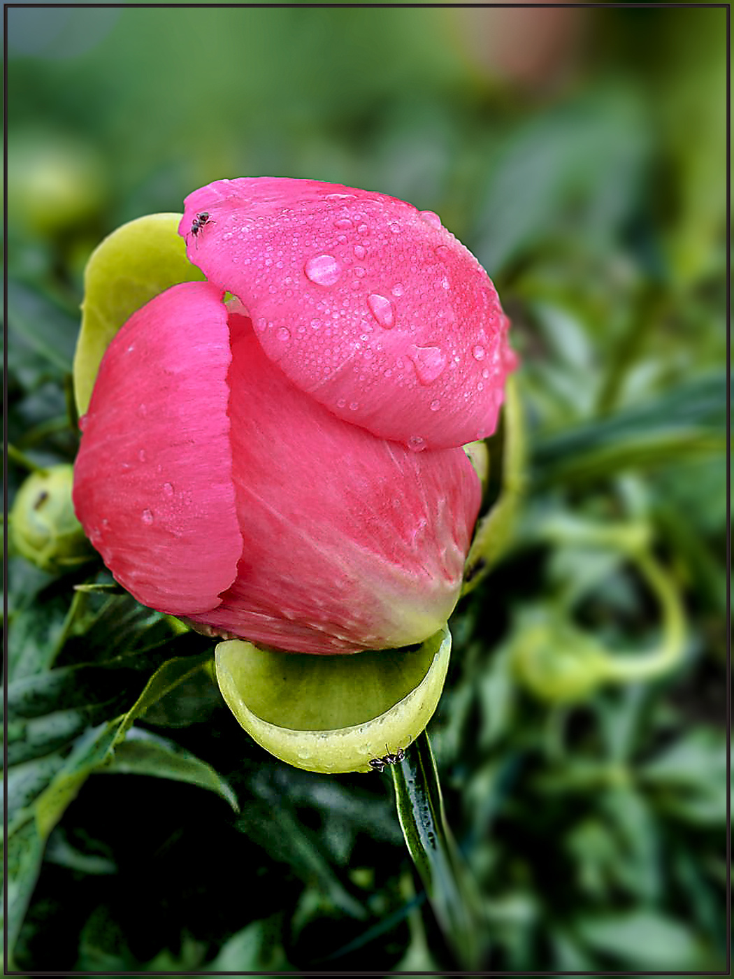 Just Macro 