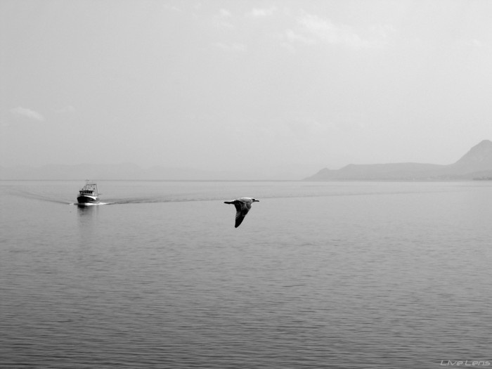 greek seagulls it was hot and sunny day, seagulls were cruising across the sky. noone was around. just we and the sea..