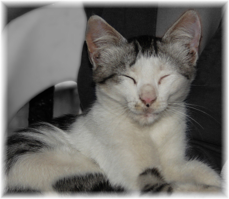 Happy... котенок счастлив