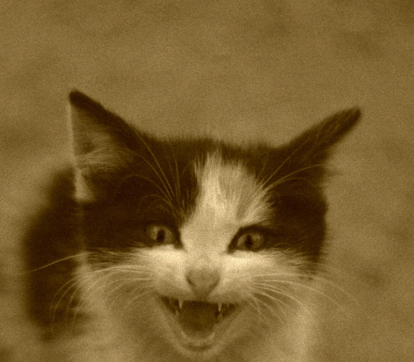 привет , лютеГ по имени плёёёёёёё! котеГ