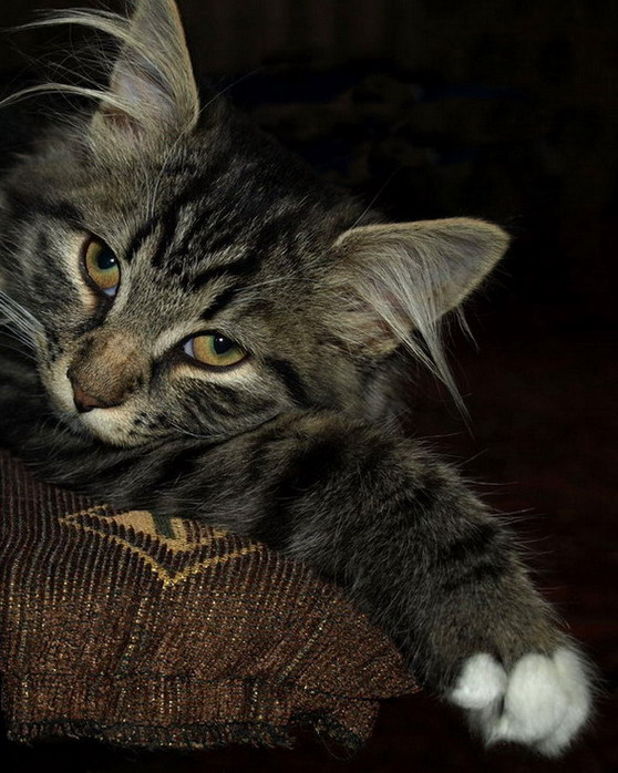 my name is Mishka 