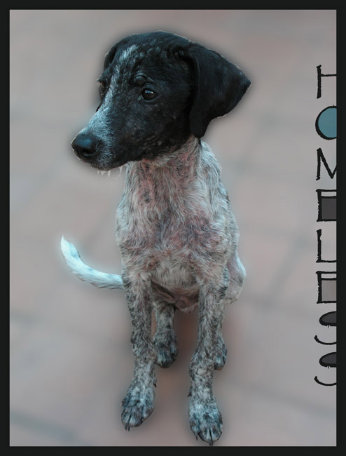 Homeless голод собака