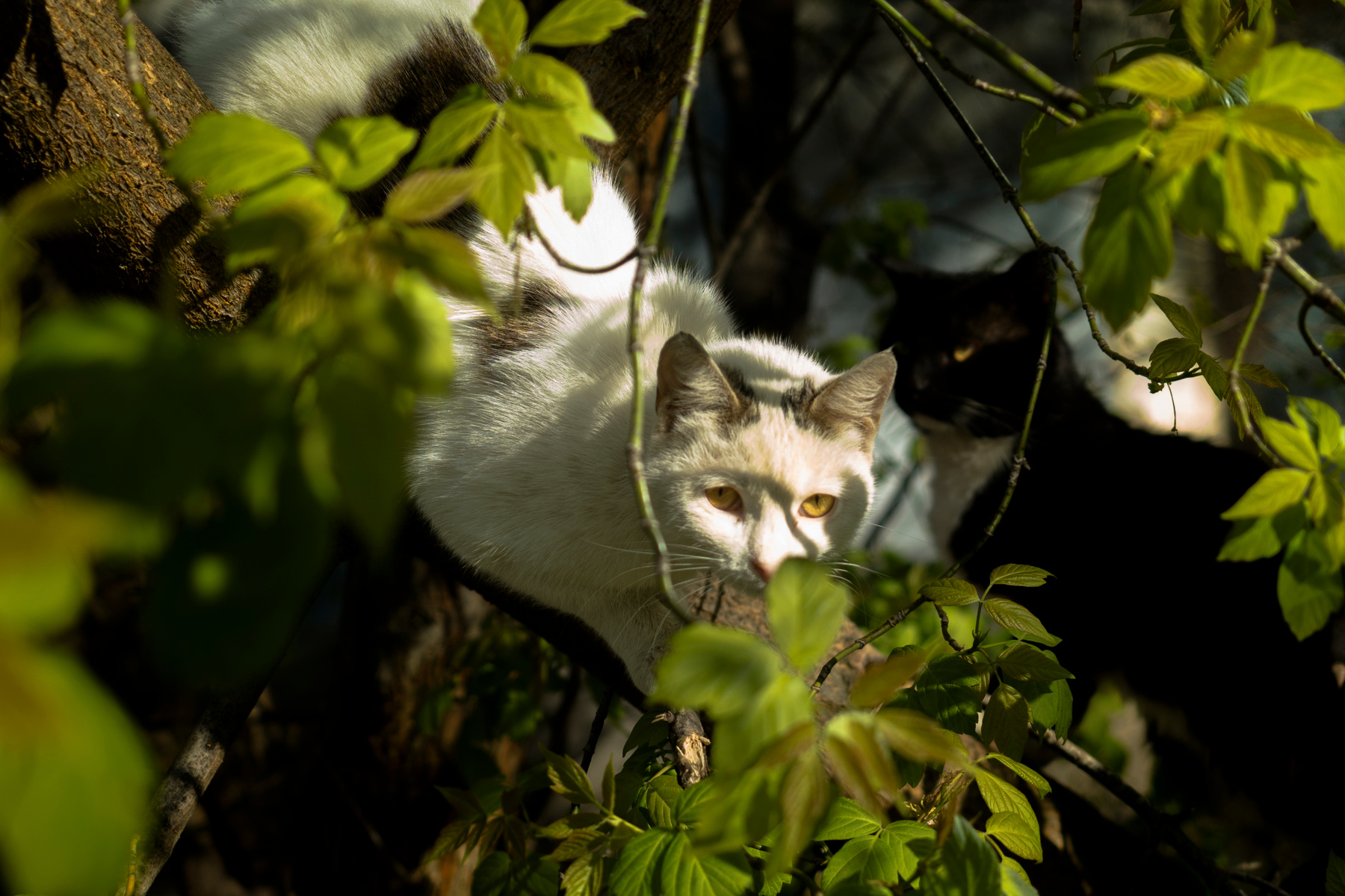 Хороша кот кошка