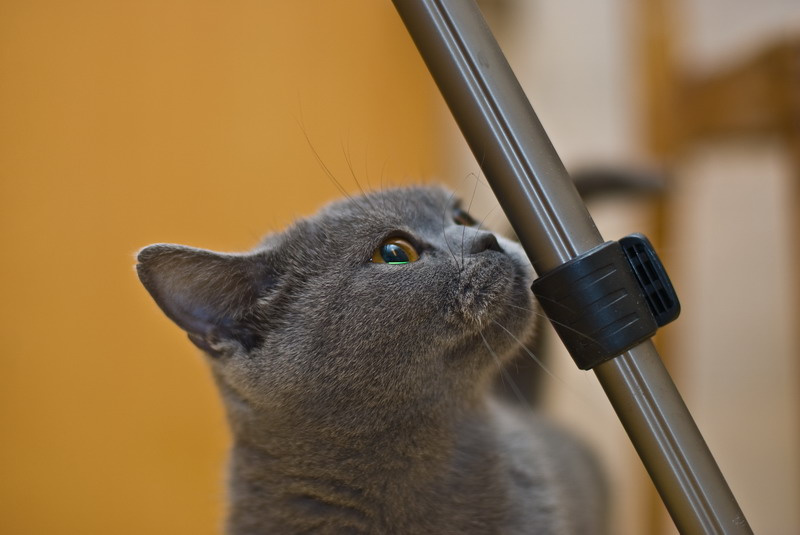 ***** кошка фотография *****