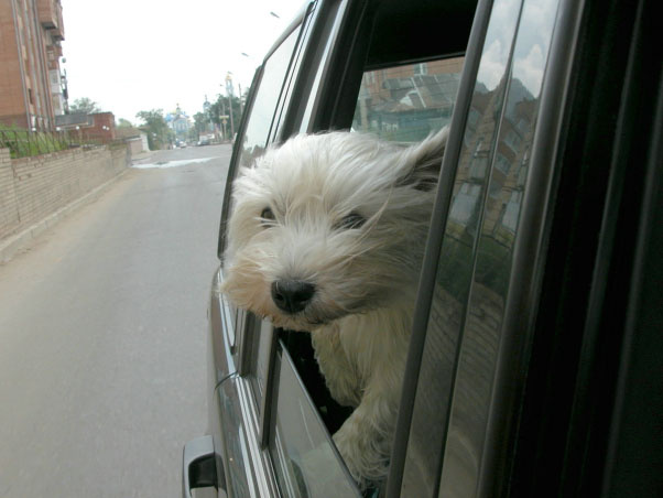 Мы едем в Холмогоры! Какое счастье! собака автомобиль путешествие