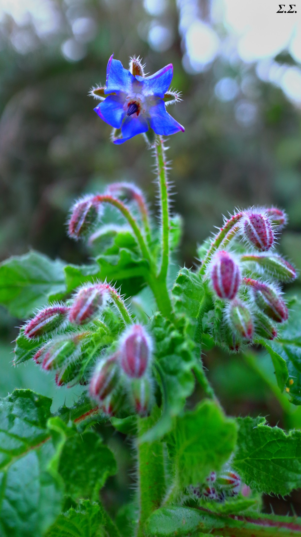 WILD FLOWER 