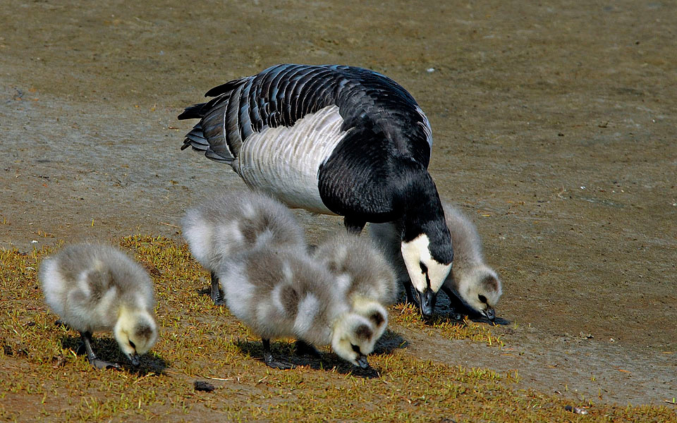 Мы и наша мама Белощекая казарка, Branta leucopsis, Barnacle Goose, Tobseda, Barents Sea, Arctic
