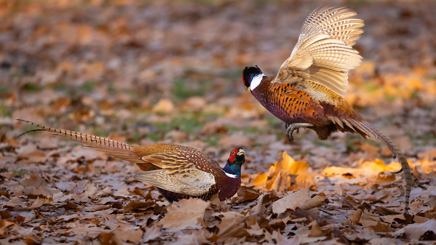 Duel 