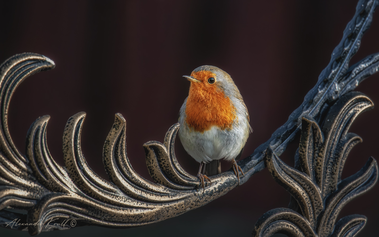 Пернатая охрана зарянка малиновка erithacus rubecula