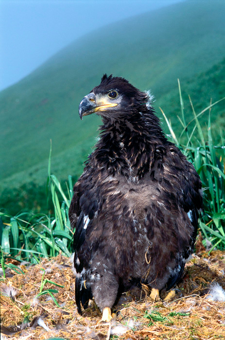 Пацан Белоголовый орлан, Haliaeetus leucocephalus, Bald Eagle, Buldir Island, the Aleutians, Alaska