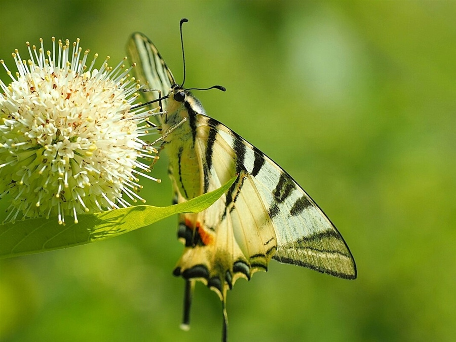 Бабочка подалирий на цефалантусе cephalanthus цветоголовник подалирий iphiclides podalirius семействo парусниковбабочка макро природа сад лето