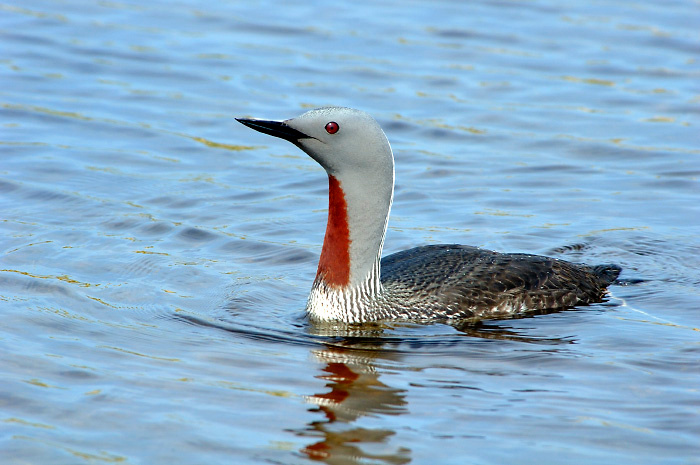 Знакомьтесь, гагара Краснозобая гагара, Gavia stellata, Red-throated Loon, Tobseda, Barents Sea, Arctic