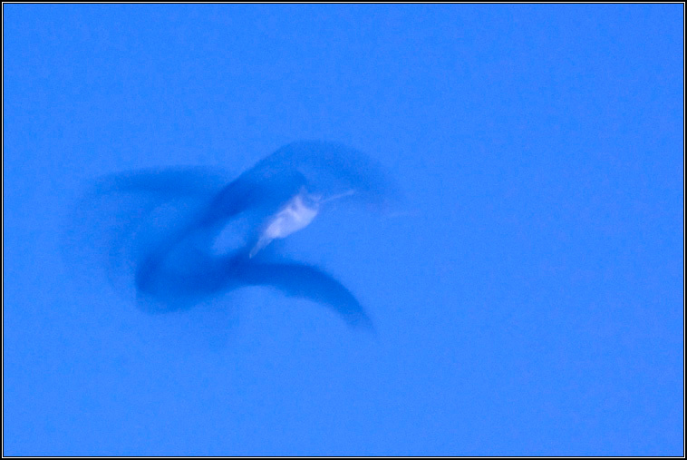 Plecotus auritus 