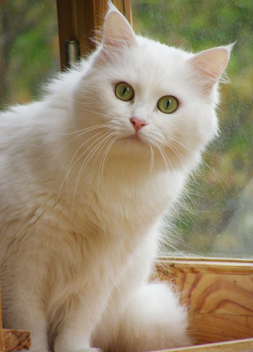 на балконе... котомафия кошка