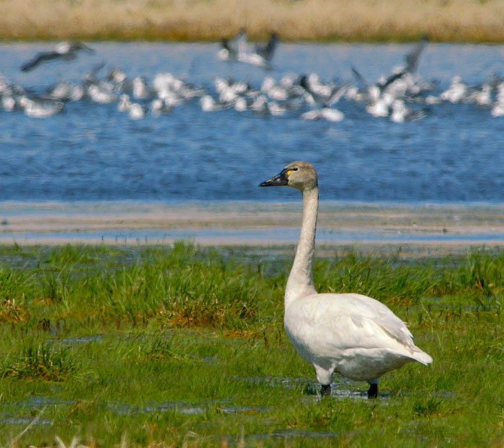 Залетный гость Американский лебедь, Cygnus columbianus, Остров Св. Георгия, о-ва Прибылова, Tundra Swan, St. George Island, the Pribilofs, Bering Sea, Alaska