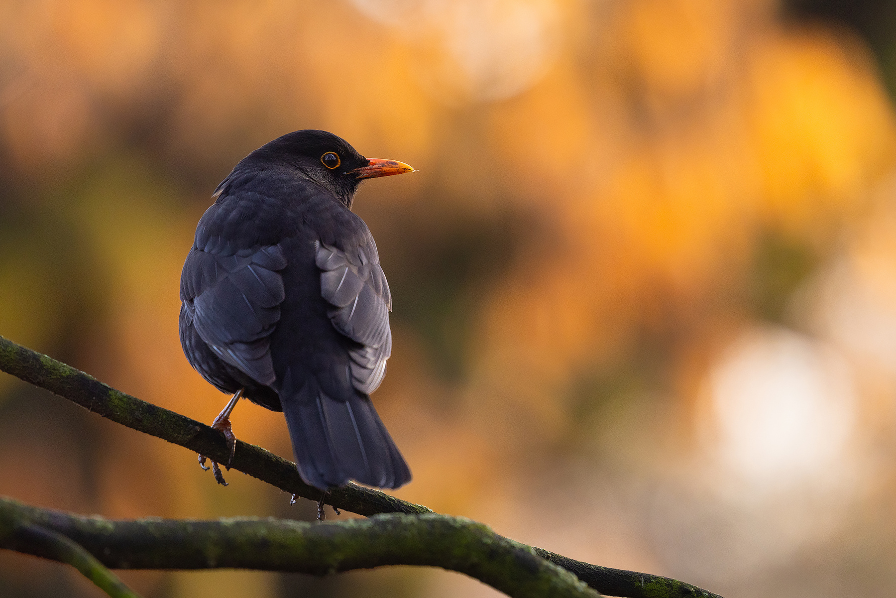 Blackbird 