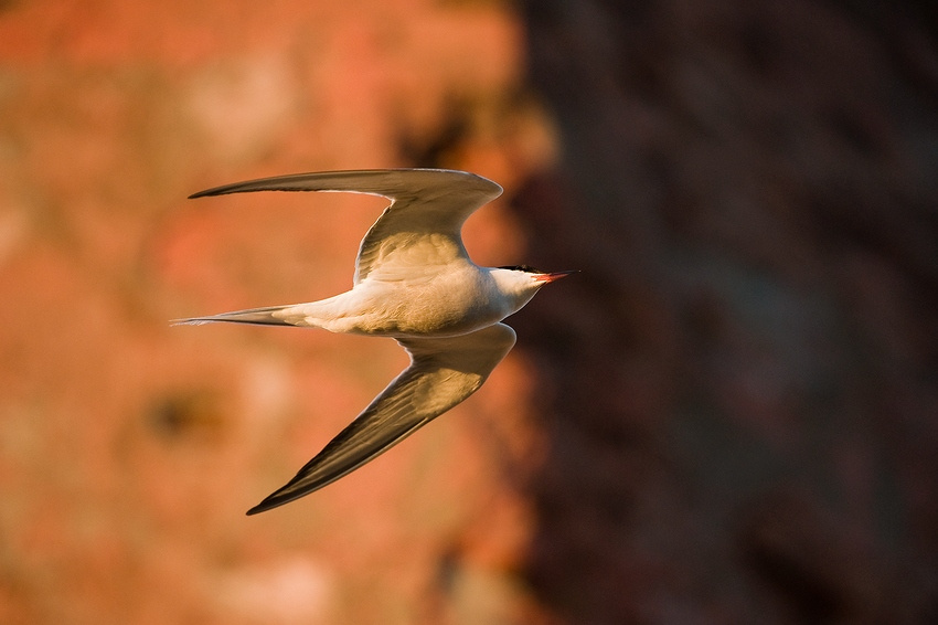           >| Sterna Hirundo крачка речная камни небо крылья клюв лапы стена кирпич маяк остров
