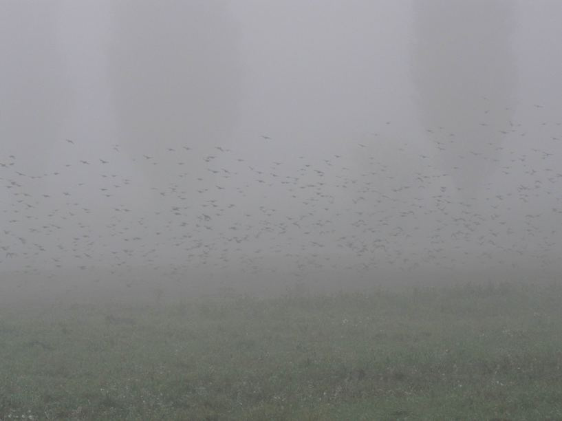 The Hitchcock`s Birds 