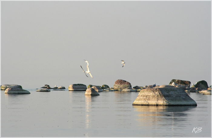 балтийская гладь море, чайки, камни, отражения