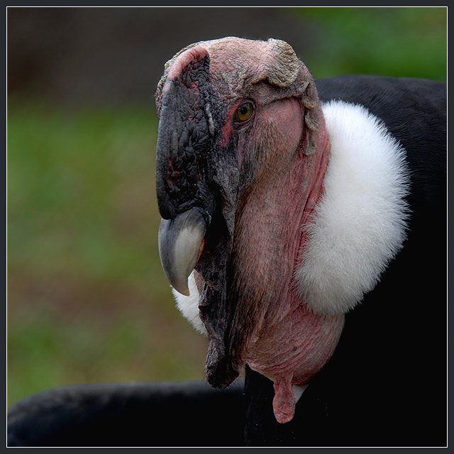 Контрасты Vultur gryphus андский кондор