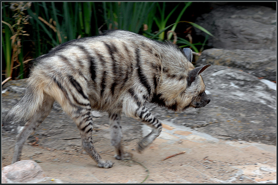 Ходить туда... полосатая гиена Hyaena hyaena