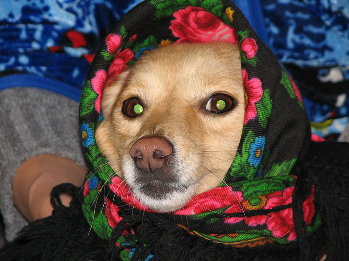 невеста на выданье собака