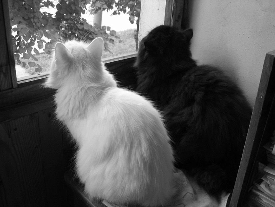 Мои коты 