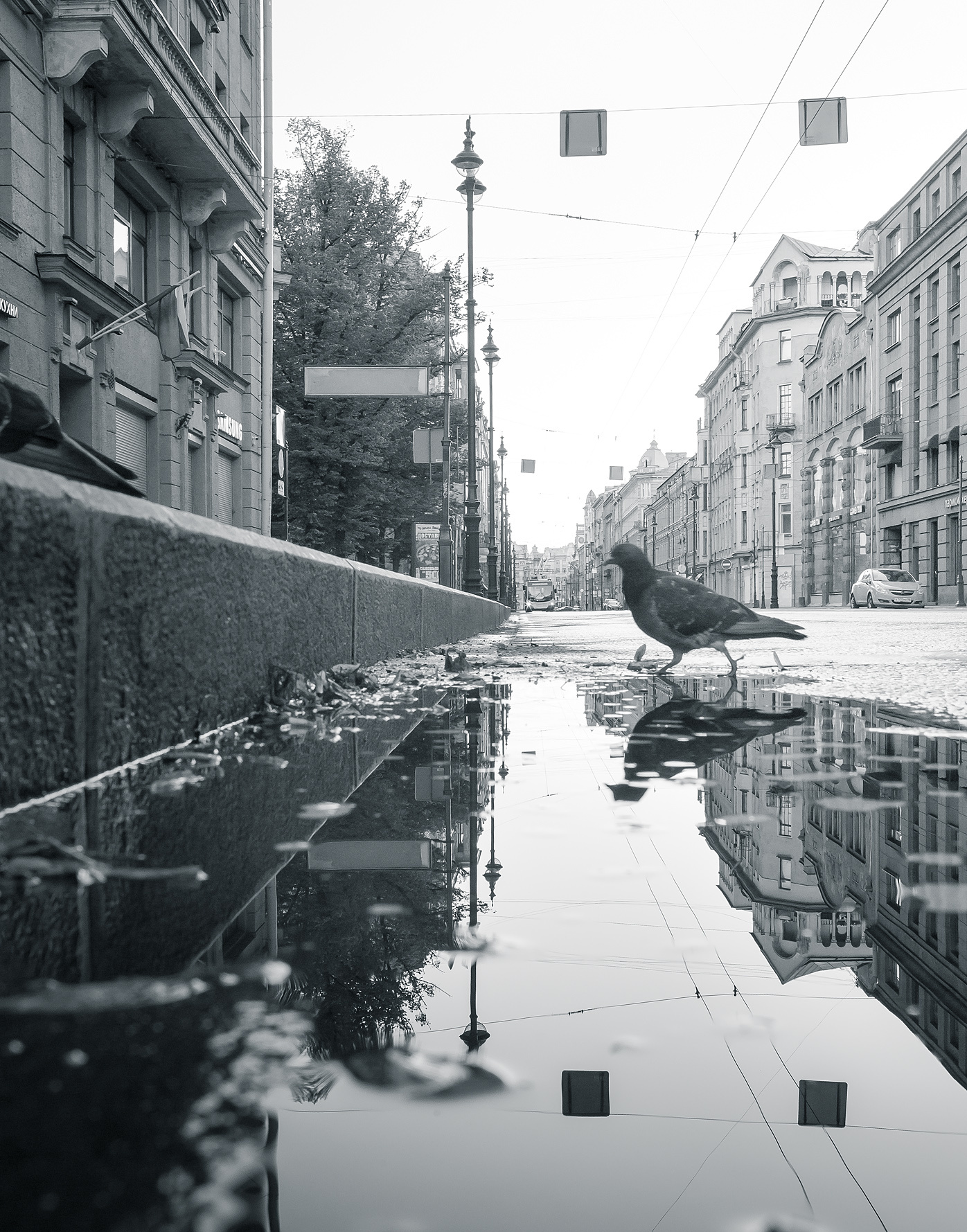 Голупь 