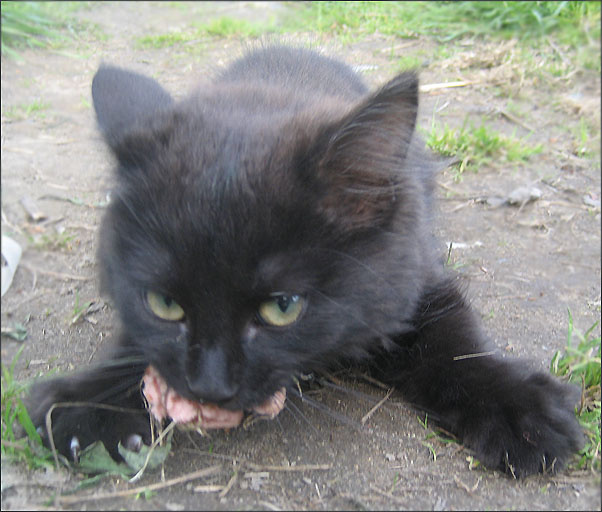 Зверь Кошка Сонька