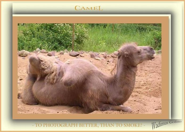 Лучше фотографировать,чем курить! репортаж животные фото.сайт остальное