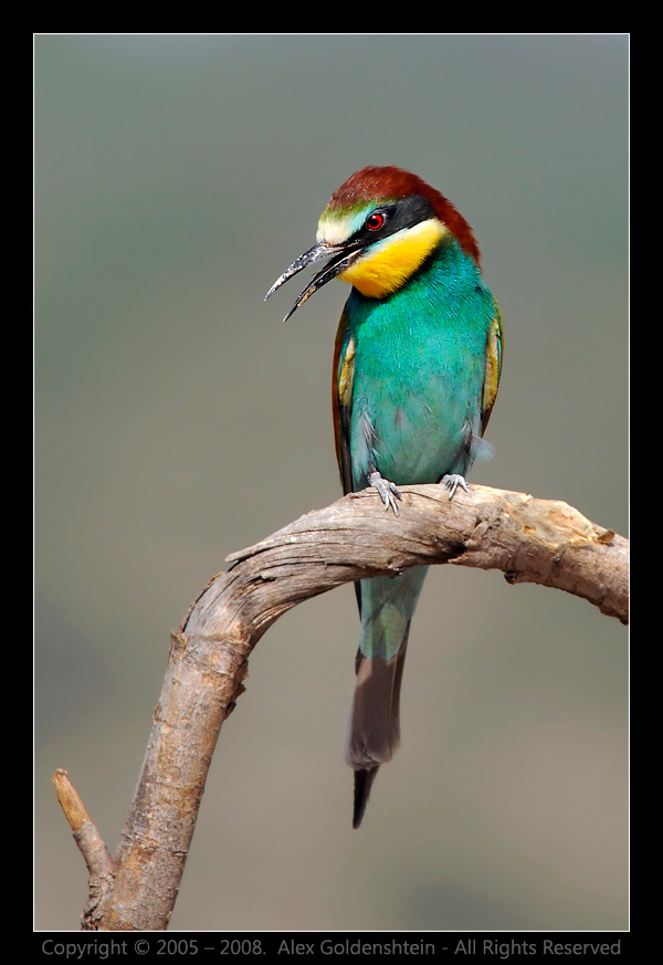 Золотистая щурка. Золотистая-щурка, брачный-период, пчелоедка, Merops-apiaster, Bee-eater