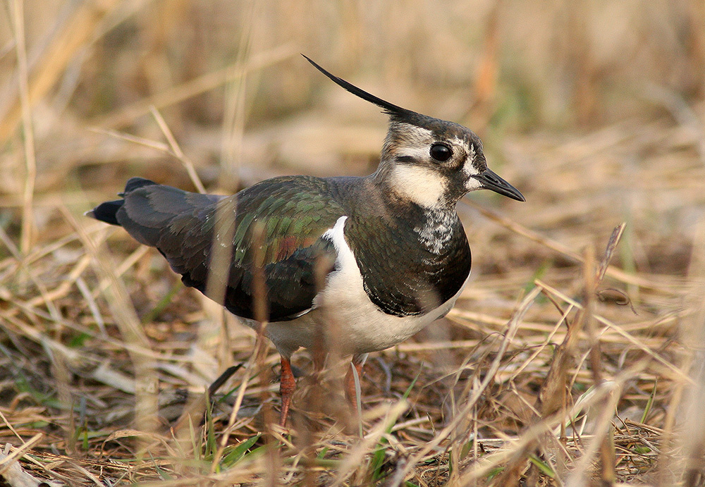 Чибис (Vanellus vanellus) Чибис пигалица луговка вшивик пшик Vanellus vanellus